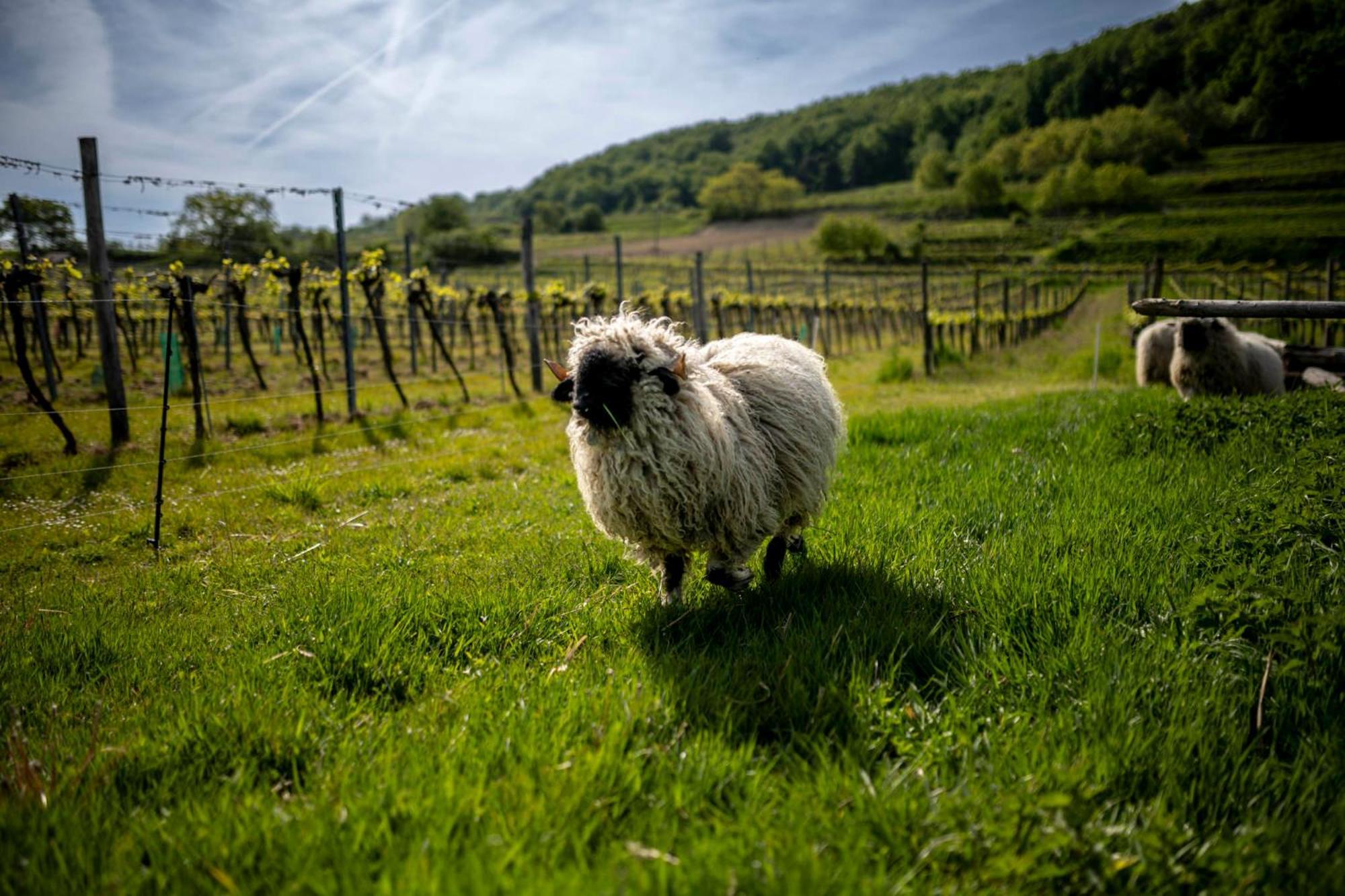 Weingut Jakob`s Ruhezeit Mautern an der Donau Exterior foto