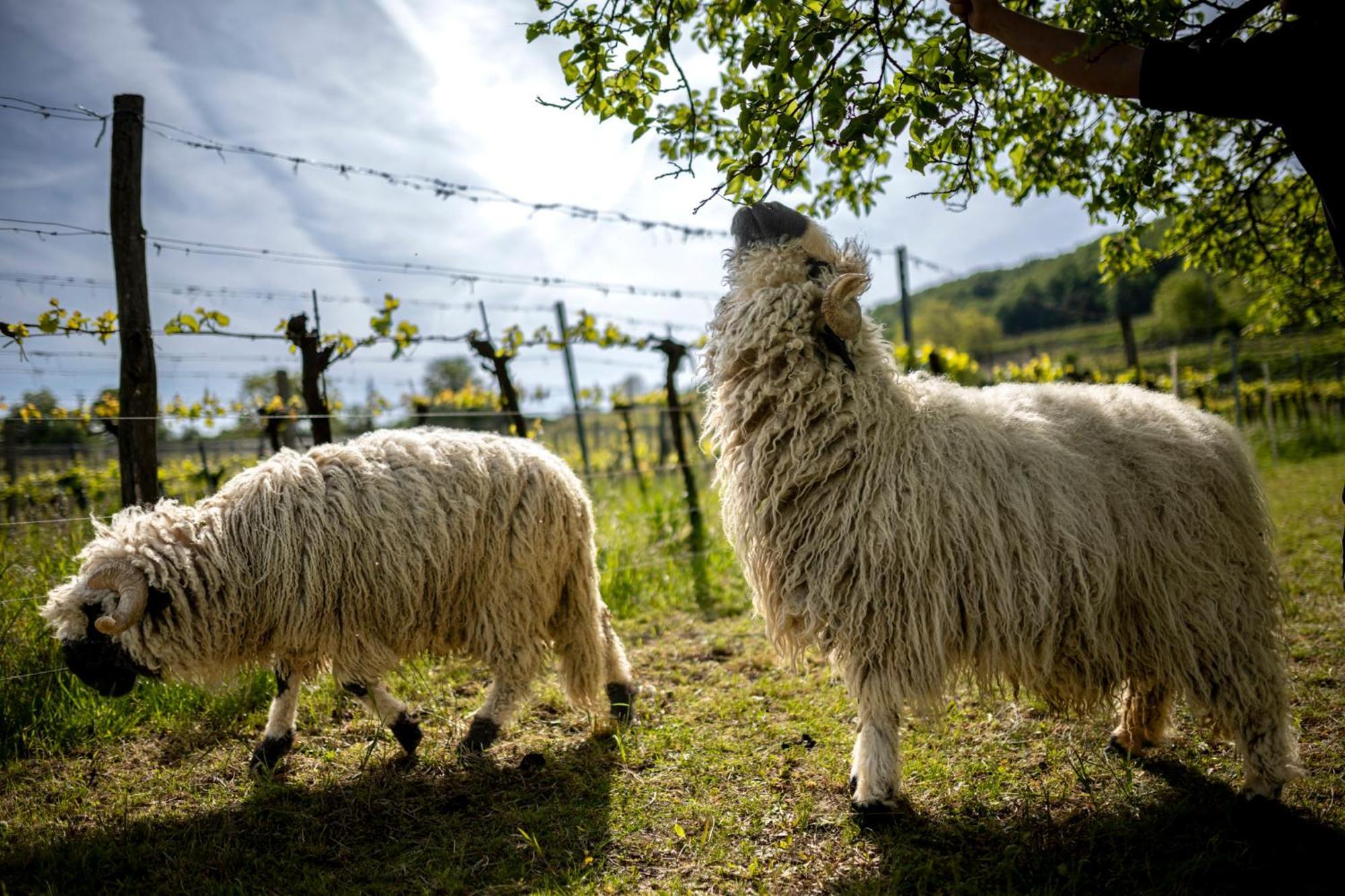 Weingut Jakob`s Ruhezeit Mautern an der Donau Exterior foto